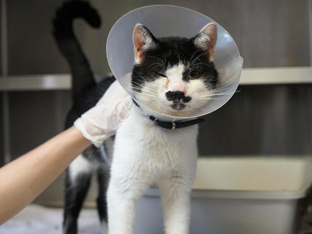 Leider war sein Pflegezustand schlecht und seine Augen waren stark entzündet. Nun wird er bei uns behandelt und wieder aufgepäppelt, bis es ihm besser geht und er in ein liebevolles Zuhause umziehen kann.